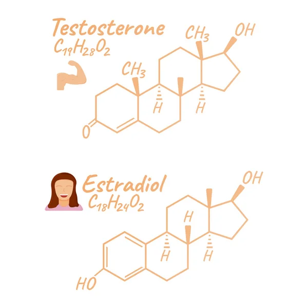 Menschliches Hormon Östradiol Testosteron Konzept Chemische Skelettformel Symbol Etikett Text — Stockvektor