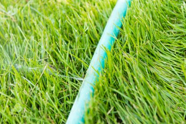 bir bahçe hortumu'nın bahçesinde yumruk