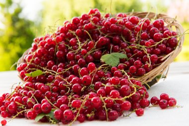 Kırmızı frenk üzümü masada.