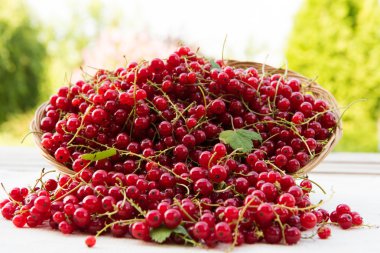 Kırmızı frenk üzümü masada.