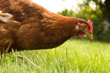 tavuk ve yumurta sepet