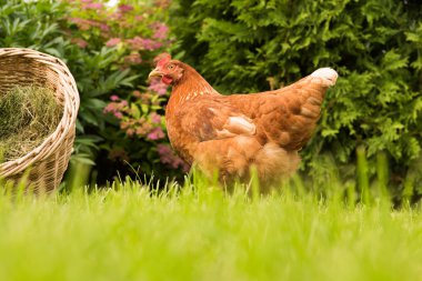 tavuk ve yumurta sepet