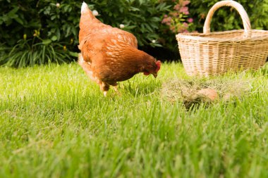 tavuk ve yumurta sepet