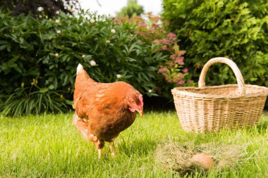 tavuk ve yumurta sepet