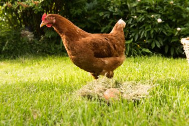 tavuk ve yumurta sepet