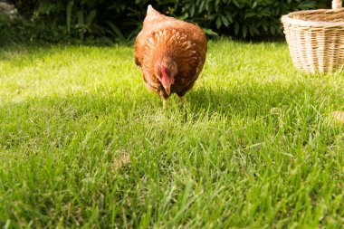 tavuk ve yumurta sepet