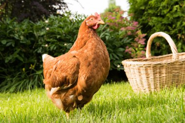 tavuk ve yumurta sepet