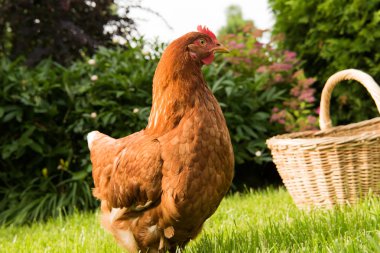 tavuk ve yumurta sepet