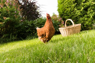 tavuk ve yumurta sepet