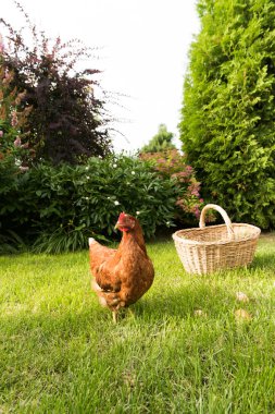 tavuk ve yumurta sepet