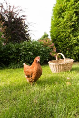 tavuk ve yumurta sepet