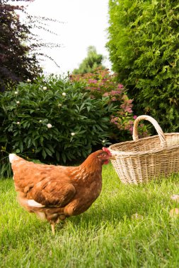 tavuk ve yumurta sepet