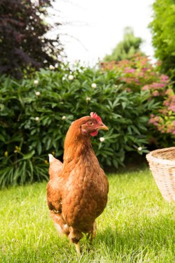 tavuk ve yumurta sepet