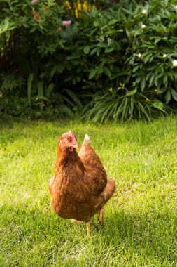 tavuk ve yumurta sepet