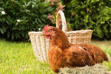 tavuk ve yumurta sepet