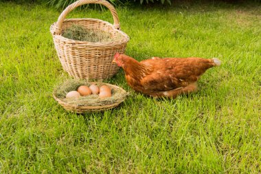 tavuk ve yumurta sepet