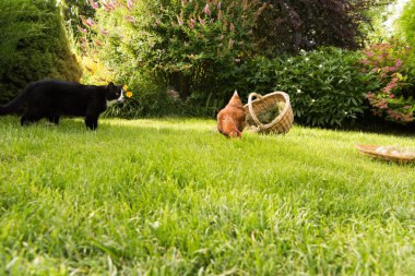 bir tavuk karşı kedisi