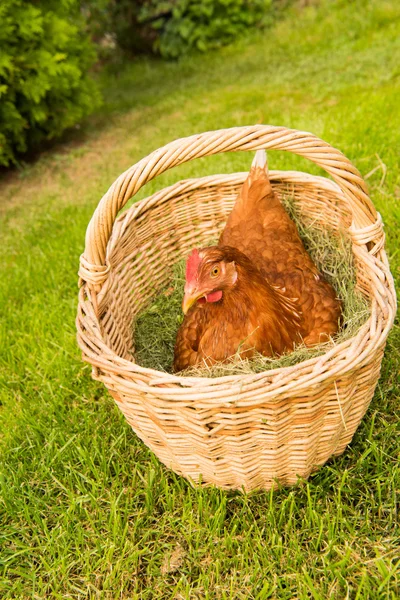 Hühner und Eier im Korb — Stockfoto
