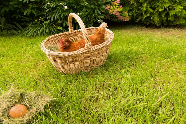 Hühner und Eier im Korb — Stockfoto