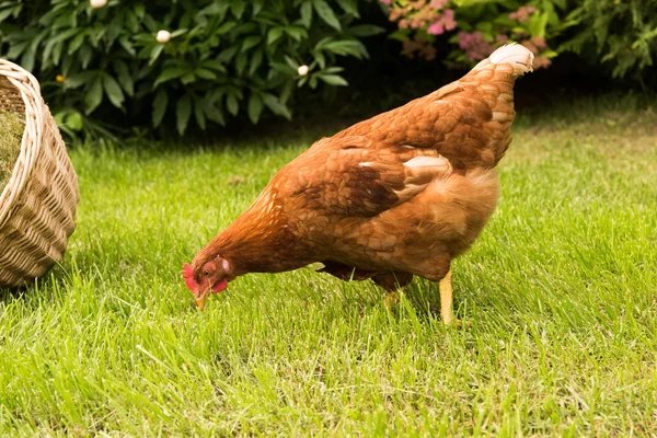 Poulet et oeufs dans le panier — Photo