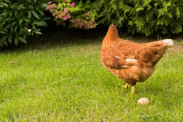 Poulet et oeufs dans le panier — Photo