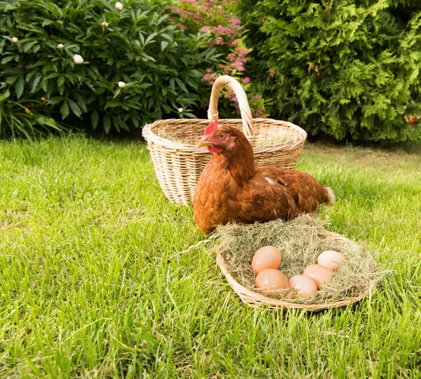 鸡肉和鸡蛋篮子里 — 图库照片