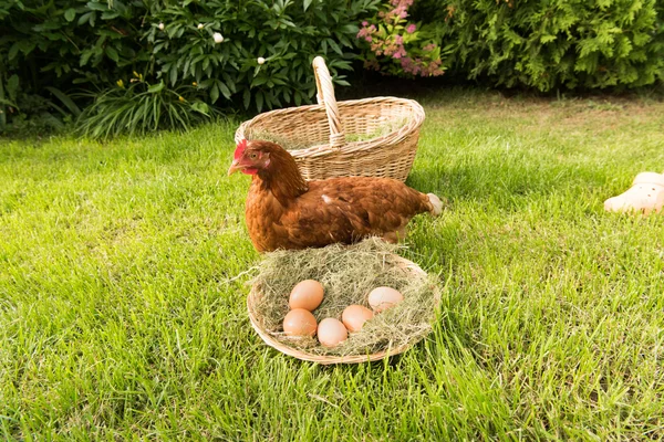 Kurczaka i jajka w koszyku — Zdjęcie stockowe