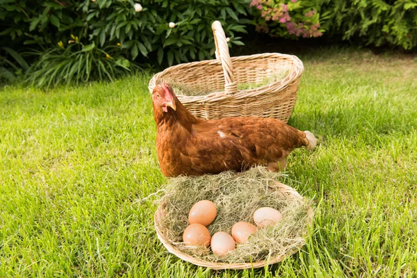 Pollo y huevos en la cesta — Foto de Stock