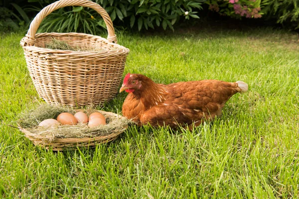 Hühner und Eier im Korb — Stockfoto