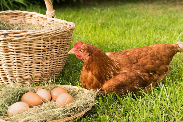 鶏肉と卵のバスケットに — ストック写真