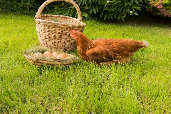 Poulet et oeufs dans le panier — Photo