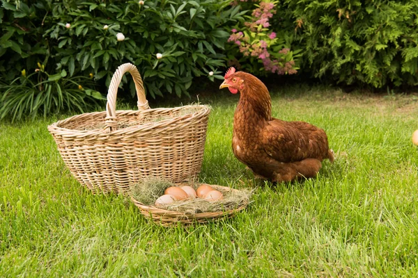 Hühner und Eier im Korb — Stockfoto