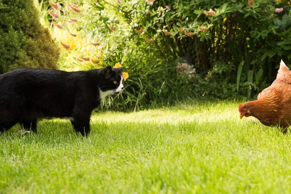 Kat tegen een kip — Stockfoto