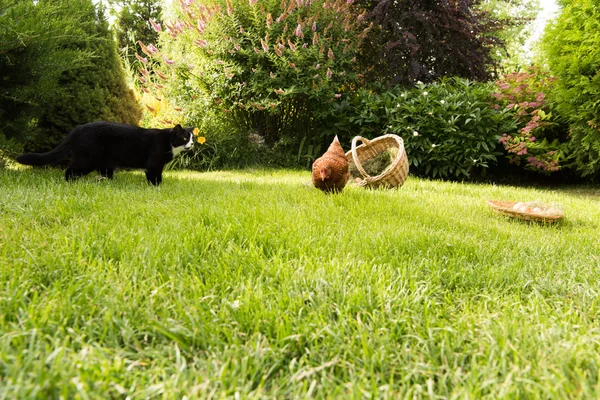 Kat tegen een kip — Stockfoto