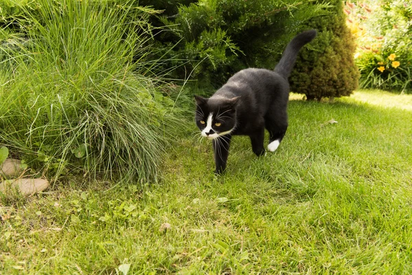 Kat op een groen gazon — Stockfoto