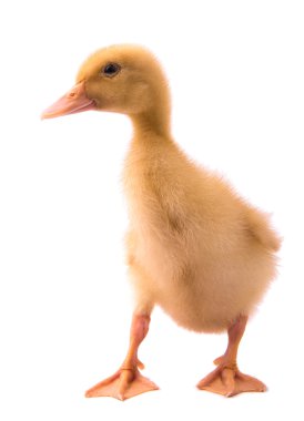  küçük sarı ördek yavrusu