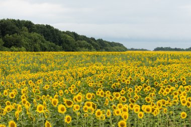 Ayçiçeği tarlası