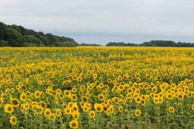 Ayçiçeği tarlası