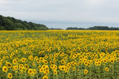 Ayçiçeği tarlası