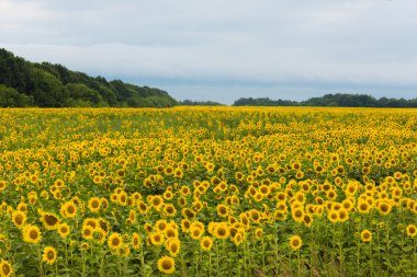Ayçiçeği tarlası