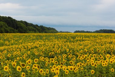 Ayçiçeği tarlası