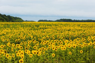 Ayçiçeği tarlası