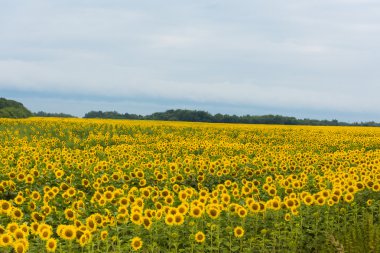 Ayçiçeği tarlası