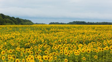 Ayçiçeği tarlası