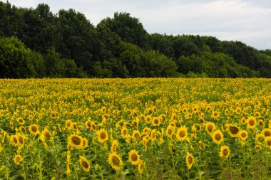 Ayçiçeği tarlası