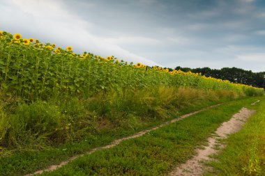 Ayçiçeği tarlası