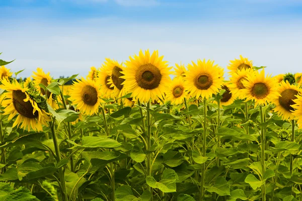 Ayçiçeği tarlası