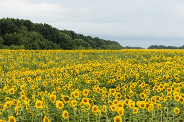 Ayçiçeği tarlası