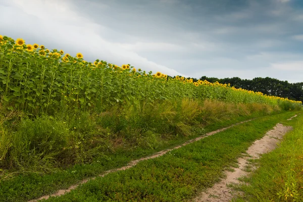 Ayçiçeği tarlası