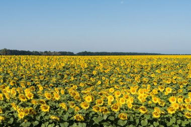 bir yaz gününde ayçiçeği tarlası